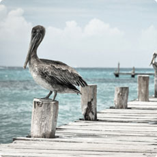 小七短信在线网页轰炸